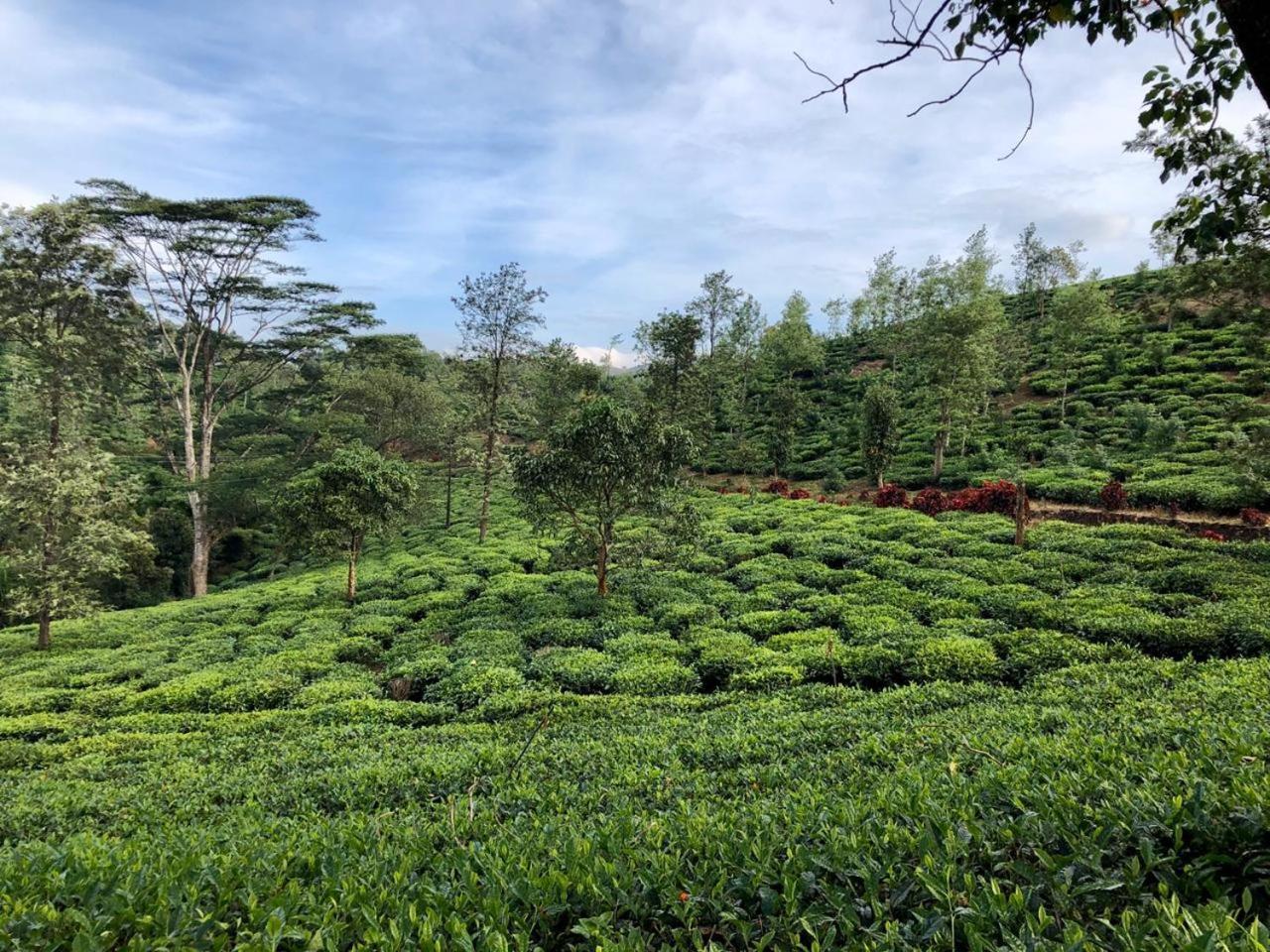 Hotel Parisons Plantation Experiences By Abad Mananthavady Exterior foto